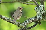 Swainson's Thrush