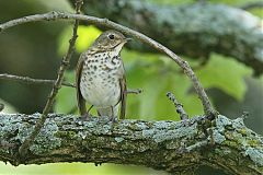 Swainson's Thrush