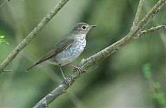 Swainson's Thrush