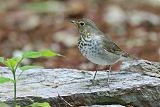 Swainson's Thrush