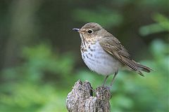 Swainson's Thrush