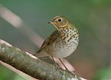 Swainson's Thrush