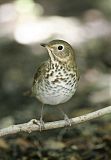 Swainson's Thrush