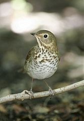 Swainson's Thrush