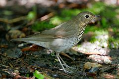 Swainson's Thrush