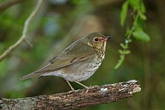 Swainson's Thrush