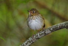 Swainson's Thrush