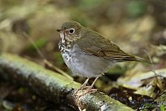 Swainson's Thrush