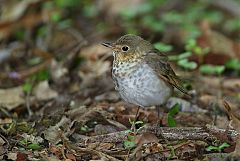 Swainson's Thrush