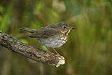 Swainson's Thrush