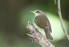 Swainson's Warbler