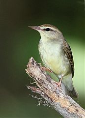 Swainson's Warbler