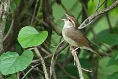 Swainson's Warbler