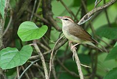 Swainson's Warbler