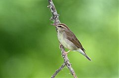 Swainson's Warbler