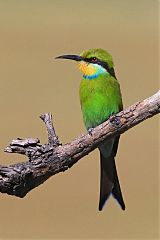 Swallow-tailed Bee-eater