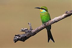 Swallow-tailed Bee-eater