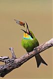 Swallow-tailed Bee-eater