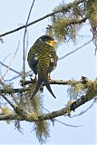 Swallow-tailed Cotinga