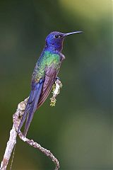 Swallow-tailed Hummingbird