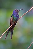 Swallow-tailed Hummingbirdborder=