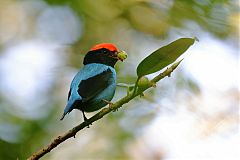 Swallow-tailed Manakin