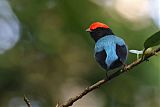 Swallow-tailed Manakin