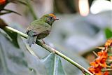 Swallow-tailed Manakin