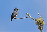 Swallow-winged Puffbirdborder=