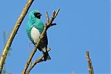 Swallow Tanagerborder=