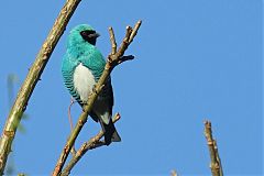 Swallow Tanager