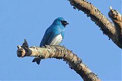 Swallow Tanager