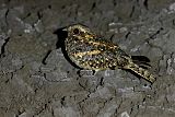 Swamp Nightjar