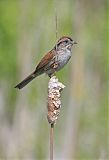 Swamp Sparrow