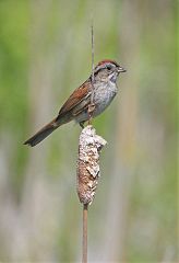 Swamp Sparrow