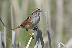 Swamp Sparrow