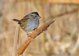 Swamp Sparrow