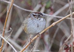 Swamp Sparrow