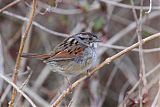 Swamp Sparrowborder=