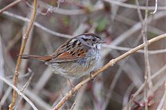 Swamp Sparrow