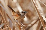 Swamp Sparrowborder=