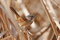 Swamp Sparrow