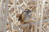 Swamp Sparrow