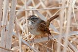 Swamp Sparrowborder=