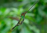 Sword-billed Hummingbird