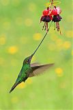 Sword-billed Hummingbirdborder=