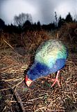 South Island Takahe