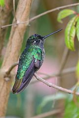 Talamanca Hummingbird