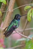 Talamanca Hummingbird