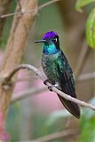 Talamanca Hummingbird